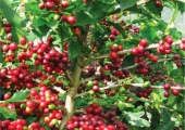 Lịch sử cây cà phê