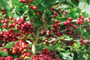 Lịch sử cây cà phê